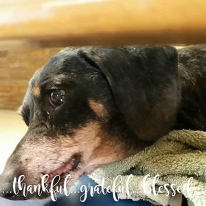 Meet your Posher, Donna